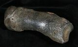 Woolly Rhinoceros Toe Bone - Late Pleistocene #3451-1